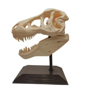 Craniu T-Rex 3D pe Postament